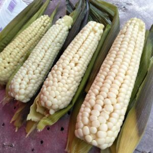 MOZARCA ELOTE