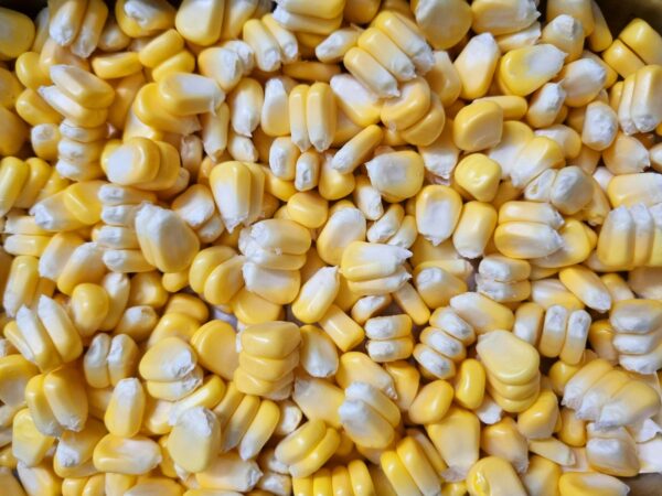 ELOTE DESGRANADO